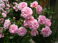 Granny Rose Seedlings Flower Seeds Perennial Growing Bonsai Corms Tubers Potted Planting Reblooming Fragrant Garden Roots Rhizomes Species Blooms Plant Bulbs Gardening Tree