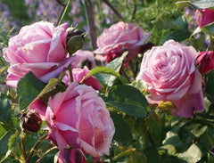 Soeur Rose Seedlings Flower Seeds Perennial Growing Bonsai Corms Tubers Potted Planting Reblooming Fragrant Garden Roots Rhizomes Species Blooms Plant Bulbs Gardening Tree