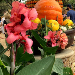 Cannova Mango Canna Bulbs Perennial Growing Bonsai Roots Rhizomes Corms Tubers Potted Planting Reblooming Fragrant Garden Species Blooms Flower Seeds Plant Gardening