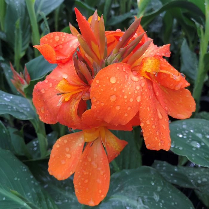 Orange Shades Canna Bulbs Perennial Growing Bonsai Roots Rhizomes Corms Tubers Potted Planting Reblooming Fragrant Garden Species Blooms Flower Seeds Plant Gardening