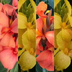 Quad Canna Bulbs Perennial Growing Bonsai Roots Rhizomes Corms Tubers Potted Planting Reblooming Fragrant Garden Species Blooms Flower Seeds Plant Gardening