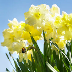 Cassata Daffodil Narcissus Bulbs Blooms Species Growing Bonsai Roots Rhizomes Corms Tubers Potted Planting Reblooming Fragrant Garden Flower Seeds Plant