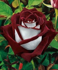 Love In Rose Seedlings Flower Seeds Perennial Growing Bonsai Corms Tubers Potted Planting Reblooming Fragrant Garden Roots Rhizomes Species Blooms Plant Bulbs Gardening Tree