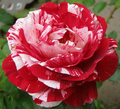 Grafting Rose Seedlings Flower Seeds Perennial Growing Bonsai Corms Tubers Potted Planting Reblooming Fragrant Garden Roots Rhizomes Species Blooms Plant Bulbs Gardening Tree