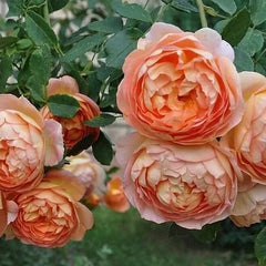 Lady Shalt Rose Seedlings Flower Seeds Perennial Growing Bonsai Corms Tubers Potted Planting Reblooming Fragrant Garden Roots Rhizomes Species Blooms Plant Bulbs Gardening Tree