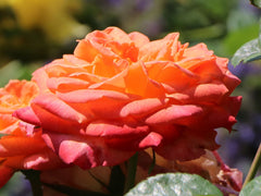 Feurio Rose Seedlings Flower Seeds Perennial Growing Bonsai Corms Tubers Potted Planting Reblooming Fragrant Garden Roots Rhizomes Species Blooms Plant Bulbs Gardening Tree