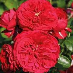Red Hat Rose Seedlings Flower Seeds Perennial Growing Bonsai Corms Tubers Potted Planting Reblooming Fragrant Garden Roots Rhizomes Species Blooms Plant Bulbs Gardening Tree