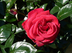 Grand Huit Rose Seedlings Flower Seeds Perennial Growing Bonsai Corms Tubers Potted Planting Reblooming Fragrant Garden Roots Rhizomes Species Blooms Plant Bulbs Gardening Tree