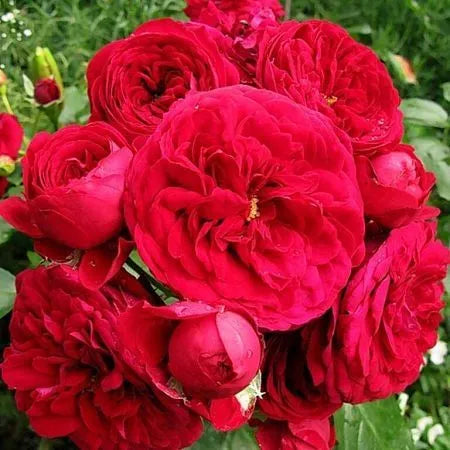 Red Hat Rose Seedlings Flower Seeds Perennial Growing Bonsai Corms Tubers Potted Planting Reblooming Fragrant Garden Roots Rhizomes Species Blooms Plant Bulbs Gardening Tree