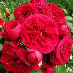 Red Hat Rose Seedlings Flower Seeds Perennial Growing Bonsai Corms Tubers Potted Planting Reblooming Fragrant Garden Roots Rhizomes Species Blooms Plant Bulbs Gardening Tree