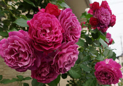 Wild Yonder Rose Seedlings Flower Seeds Perennial Growing Bonsai Corms Tubers Potted Planting Reblooming Fragrant Garden Roots Rhizomes Species Blooms Plant Bulbs Gardening Tree