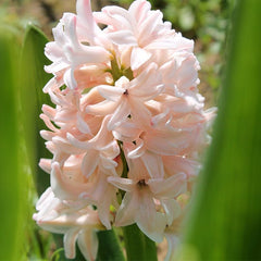 China Pink Hyacinth Bulbs Blooms Species Growing Bonsai Roots Rhizomes Corms Tubers Potted Planting Reblooming Fragrant Garden Flower Seeds Plant Gardening