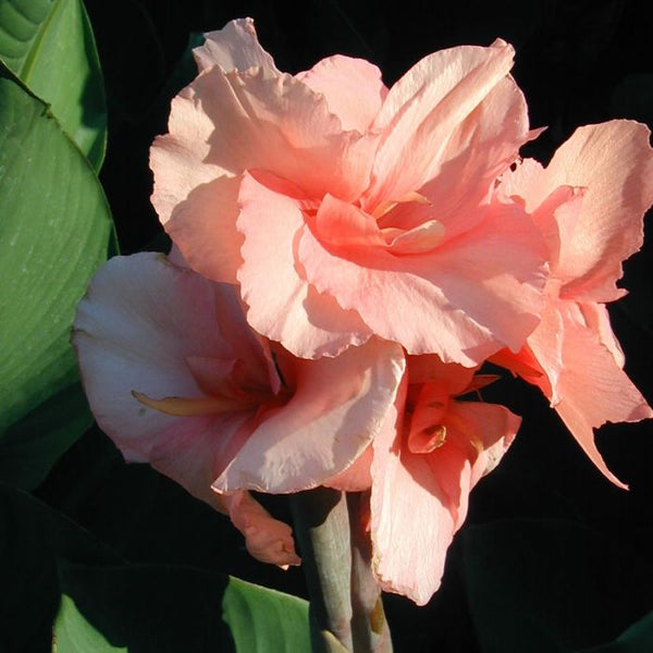 Chinese Coral Canna Bulbs Perennial Growing Bonsai Roots Rhizomes Corms Tubers Potted Planting Reblooming Fragrant Garden Species Blooms Flower Seeds Plant Gardening