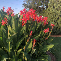 City of Portland Canna Bulbs Perennial Growing Bonsai Roots Rhizomes Corms Tubers Potted Planting Reblooming Fragrant Garden Species Blooms Flower Seeds Plant Gardening