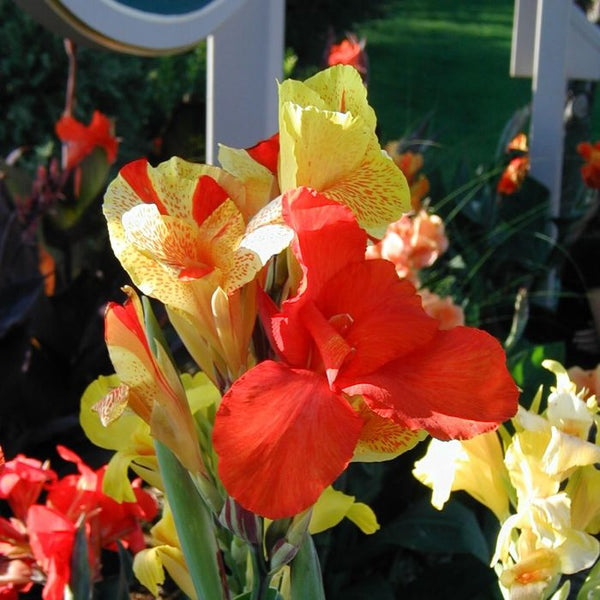 Cleopatra Plant Gardening Canna Bulbs Perennial Growing Bonsai Roots Rhizomes Corms Tubers Potted Planting Reblooming Fragrant Garden Species Blooms Flower Seeds