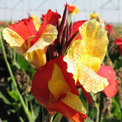 Cleopatra Canna Bulbs Perennial Growing Bonsai Roots Rhizomes Corms Tubers Potted Planting Reblooming Fragrant Garden Species Blooms Flower Seeds Plant Gardening