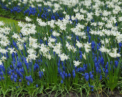 Collection Iced Splendour Bulbs Blooms Species Growing Bonsai Roots Rhizomes Corms Tubers Potted Planting Reblooming Fragrant Garden Flower Seeds Plant Gardening Grape Hyacinth - Seedsplant