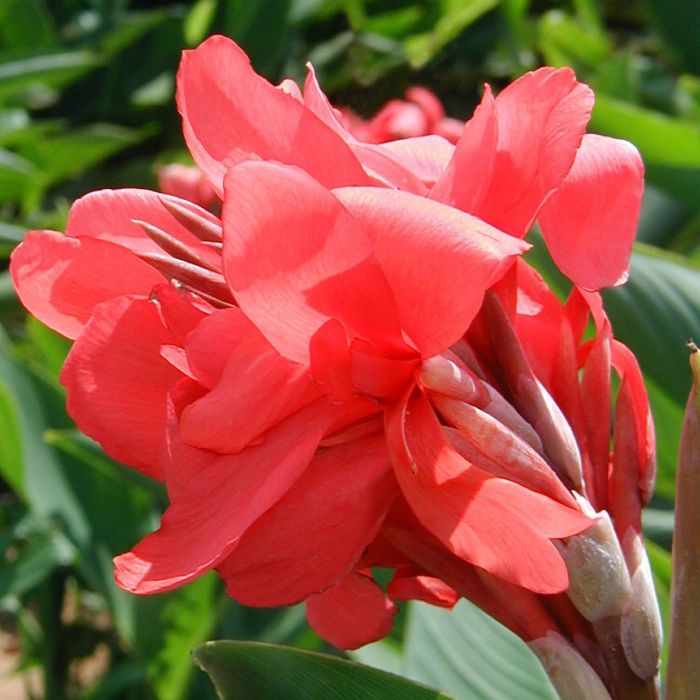Crimson Beauty Canna Bulbs Perennial Growing Bonsai Roots Rhizomes Corms Tubers Potted Planting Reblooming Fragrant Garden Species Blooms Flower Seeds Plant Gardening