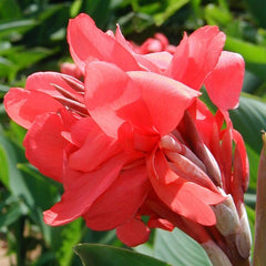 Crimson Beauty Canna Bulbs Perennial Growing Bonsai Roots Rhizomes Corms Tubers Potted Planting Reblooming Fragrant Garden Species Blooms Flower Seeds Plant Gardening