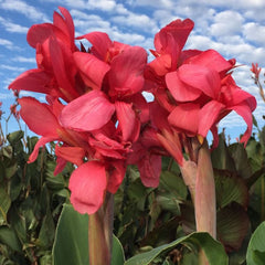 Crimson Beauty Canna Bulbs Perennial Growing Bonsai Roots Rhizomes Corms Tubers Potted Planting Reblooming Fragrant Garden Species Blooms Flower Seeds Plant Gardening