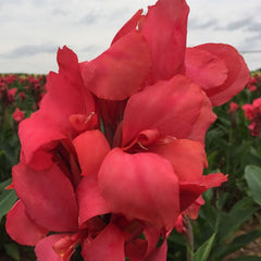 Crimson Beauty Canna Bulbs Perennial Growing Bonsai Roots Rhizomes Corms Tubers Potted Planting Reblooming Fragrant Garden Species Blooms Flower Seeds Plant Gardening