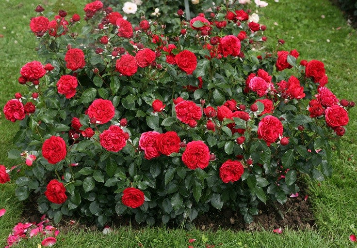 Rosenheim Rose Seedlings Flower Seeds Perennial Growing Bonsai Corms Tubers Potted Planting Reblooming Fragrant Garden Roots Rhizomes Species Blooms Plant Bulbs Gardening Tree