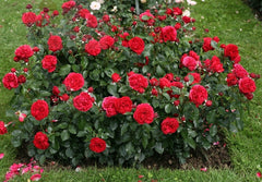 Rosenheim Rose Seedlings Flower Seeds Perennial Growing Bonsai Corms Tubers Potted Planting Reblooming Fragrant Garden Roots Rhizomes Species Blooms Plant Bulbs Gardening Tree