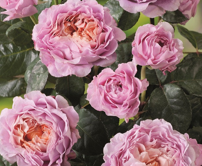 Eisvogel Rose Seedlings Flower Seeds Perennial Growing Bonsai Corms Tubers Potted Planting Reblooming Fragrant Garden Roots Rhizomes Species Blooms Plant Bulbs Gardening Tree