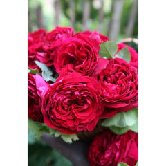 Proper Job Rose Seedlings Flower Seeds Perennial Growing Bonsai Corms Tubers Potted Planting Reblooming Fragrant Garden Roots Rhizomes Species Blooms Plant Bulbs Gardening Tree