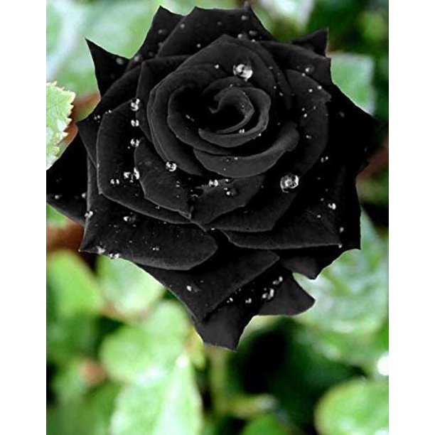 Black Rose Seedlings Flower Seeds Perennial Growing Bonsai Corms Tubers ...