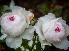 Herzogin Rose Seedlings Flower Seeds Perennial Growing Bonsai Corms Tubers Potted Planting Reblooming Fragrant Garden Roots Rhizomes Species Blooms Plant Bulbs Gardening Tree