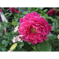 Ruffles Rose Seedlings Flower Seeds Perennial Growing Bonsai Corms Tubers Potted Planting Reblooming Fragrant Garden Roots Rhizomes Species Blooms Plant Bulbs Gardening Tree