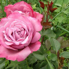 Pink River Rose Seedlings Flower Seeds Perennial Growing Bonsai Corms Tubers Potted Planting Reblooming Fragrant Garden Roots Rhizomes Species Blooms Plant Bulbs Gardening Tree