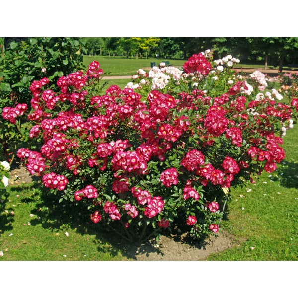 Duc Jean Rose Seedlings Flower Seeds Perennial Growing Bonsai Corms Tubers Potted Planting Reblooming Fragrant Garden Roots Rhizomes Species Blooms Plant Bulbs Gardening Tree - Seedsplant