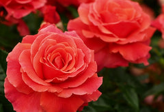 Macmillan Rose Seedlings Flower Seeds Perennial Growing Bonsai Corms Tubers Potted Planting Reblooming Fragrant Garden Roots Rhizomes Species Blooms Plant Bulbs Gardening Tree