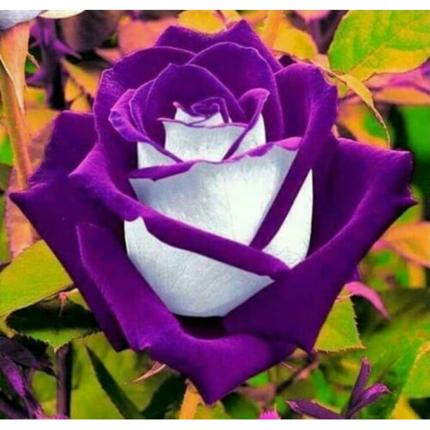 Purple Passion Rose Plant Seedlings Flower Seeds Perennial Growing Bonsai Corms Tubers Potted Planting Reblooming Fragrant Garden Roots Rhizomes Species Blooms Bulbs Gardening Tree