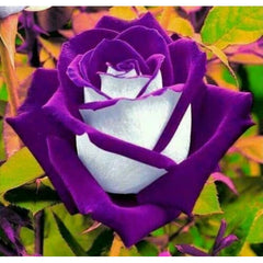 Purple Passion Rose Plant Seedlings Flower Seeds Perennial Growing Bonsai Corms Tubers Potted Planting Reblooming Fragrant Garden Roots Rhizomes Species Blooms Bulbs Gardening Tree