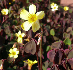 Coppertones Sorrel Oxalis Bulbs Wood Shamrock Perennial Growing Bonsai Roots Rhizomes Corms Tubers Potted Planting Reblooming Fragrant Garden Species Blooms Flower Seeds Plant Gardening