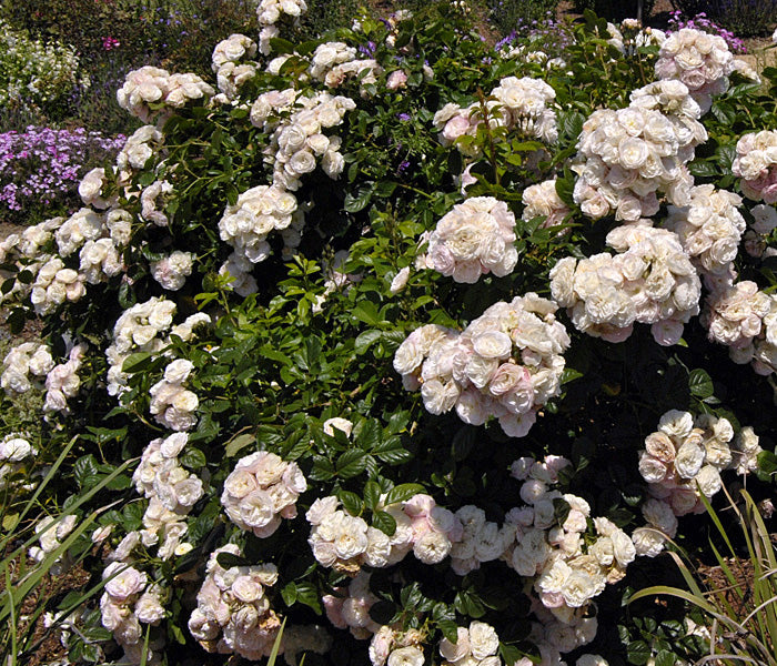 Parfait Rose Seedlings Flower Seeds Perennial Growing Bonsai Corms Tubers Potted Planting Reblooming Fragrant Garden Roots Rhizomes Species Blooms Plant Bulbs Gardening Tree
