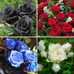 Mix Colors Rose Seedlings Flower Seeds Perennial Growing Bonsai Corms Tubers Potted Planting Reblooming Fragrant Garden Roots Rhizomes Species Blooms Plant Bulbs Gardening Tree