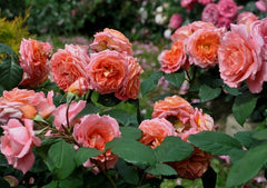 Institut Rose Seedlings Flower Seeds Perennial Growing Bonsai Corms Tubers Potted Planting Reblooming Fragrant Garden Roots Rhizomes Species Blooms Plant Bulbs Gardening Tree