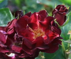 Route Rose Seedlings Flower Seeds Perennial Growing Bonsai Corms Tubers Potted Planting Reblooming Fragrant Garden Roots Rhizomes Species Blooms Plant Bulbs Gardening Tree