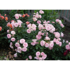 Gartentraume Rose Seedlings Flower Seeds Perennial Growing Bonsai Corms Tubers Potted Planting Reblooming Fragrant Garden Roots Rhizomes Species Blooms Plant Bulbs Gardening Tree - Seedsplant