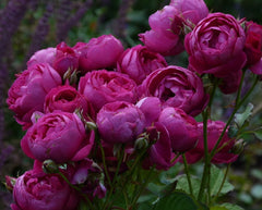 Empereur Charles Rose Seedlings Flower Seeds Perennial Growing Bonsai Corms Tubers Potted Planting Reblooming Fragrant Garden Roots Rhizomes Species Blooms Plant Bulbs Gardening Tree - Seedsplant