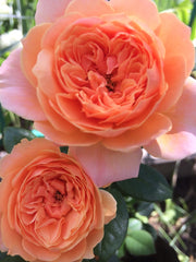 Joy Rose Seedlings Flower Seeds Perennial Growing Bonsai Corms Tubers Potted Planting Reblooming Fragrant Garden Roots Rhizomes Species Blooms Plant Bulbs Gardening Tree