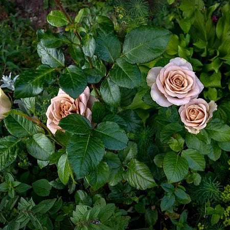 amnesia rose seeds Amnesia Rose Seedlings Flower Seeds Perennial Growing Bonsai Corms Tubers Potted Planting Reblooming Fragrant Garden Roots Rhizomes Species Blooms Plant Bulbs Gardening Tree