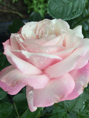 Jardins Rose Seedlings Flower Seeds Perennial Growing Bonsai Corms Tubers Potted Planting Reblooming Fragrant Garden Roots Rhizomes Species Blooms Plant Bulbs Gardening Tree