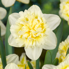 Narcissus Daffodil Spring Long Blooming Mix Bulbs Blooms Species Growing Bonsai Roots Rhizomes Corms Tubers Potted Planting Reblooming Fragrant Garden Flower Seeds Plant