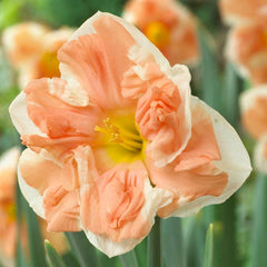 Blushing Daffodil Narcissus Bulbs Blooms Species Growing Bonsai Roots Rhizomes Corms Tubers Potted Planting Reblooming Fragrant Garden Flower Seeds Plant