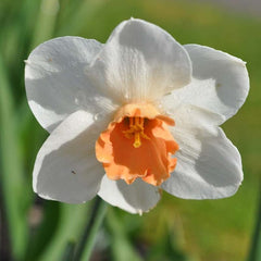 Blushing Daffodil Narcissus Bulbs Blooms Species Growing Bonsai Roots Rhizomes Corms Tubers Potted Planting Reblooming Fragrant Garden Flower Seeds Plant